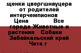 щенки цвергшнауцера от родителей интерчемпионов,   › Цена ­ 35 000 - Все города Животные и растения » Собаки   . Забайкальский край,Чита г.